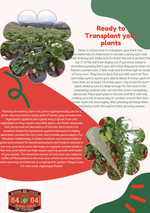 Brunswick June Bearing Strawberry Plants - BUY 4 GET 1 Free -Non GMO - Free Shipping