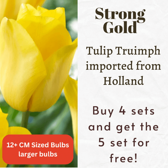 Strong Gold Tulip Triumph Bulbs