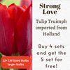 Strong Love Tulip Triumph Bulbs