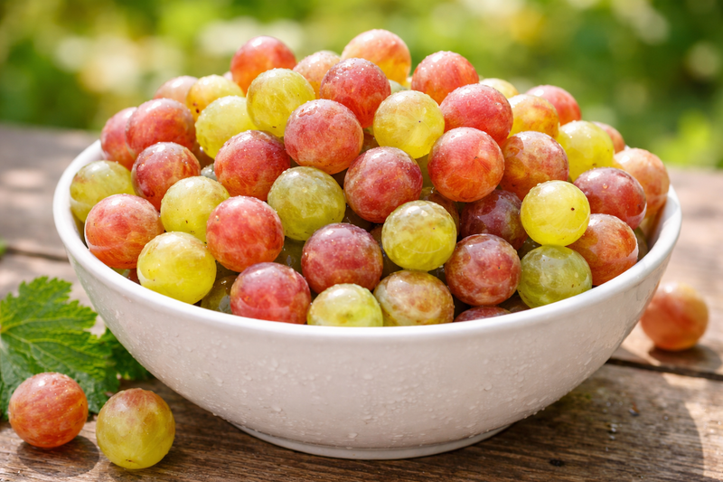 Summit Muscadine Grape Vine – 2-Year Bare Root Grape Plants | Hand