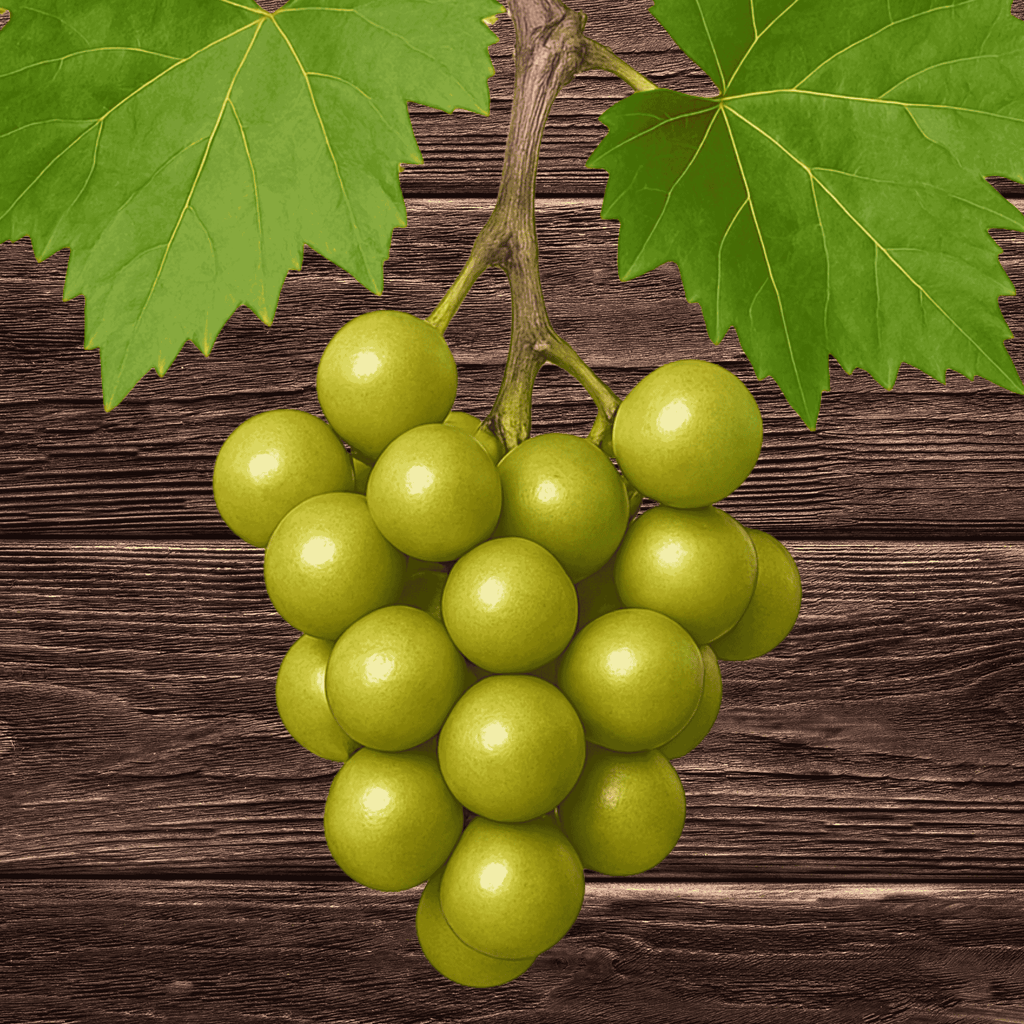 Summit Muscadine Grape Vine