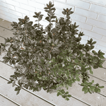 Sunglow Azalea Plant