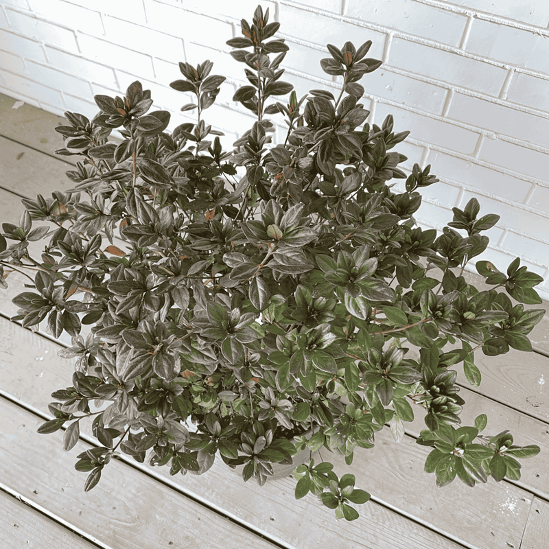 Sunglow Azalea Plant
