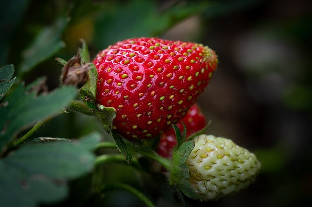 sweet charlie strawberry seeds for sale Sweet Charlie June-Bearing Strawberry Plants | Early Variety | Sweet, Vigorous & Disease Resistant