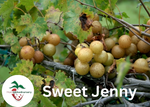 Sweet Jenny Muscadine Grape