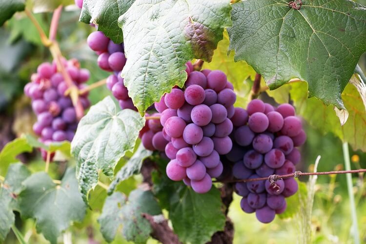 Swenson Red Grape Vine