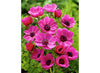 Premium Anemone 'Sylphide' Bulbs- Large 8/10 cm - Vibrant Red Blooms for Stunning Spring Gardens | Easy to Grow & Perennial | Perfect for Borders, Beds & Containers