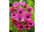 Anemone 'Sylphide' Bulbs **PreOrder Ships September 15th