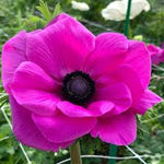 Premium Anemone 'Sylphide' Bulbs- Large 8/10 cm - Vibrant Red Blooms for Stunning Spring Gardens | Easy to Grow & Perennial | Perfect for Borders, Beds & Containers
