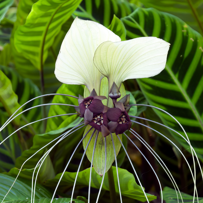 Tacca Integrifolia 'White Bat Plant' 1 Potted Plant Exotic Plant