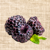 Shekinah Tahi Black Raspberry Plant