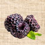 Shekinah Tahi Black Raspberry Plant