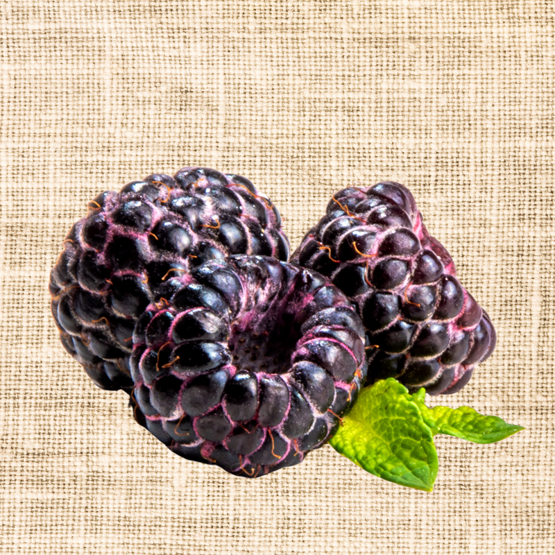 Shekinah Tahi Black Raspberry Plant