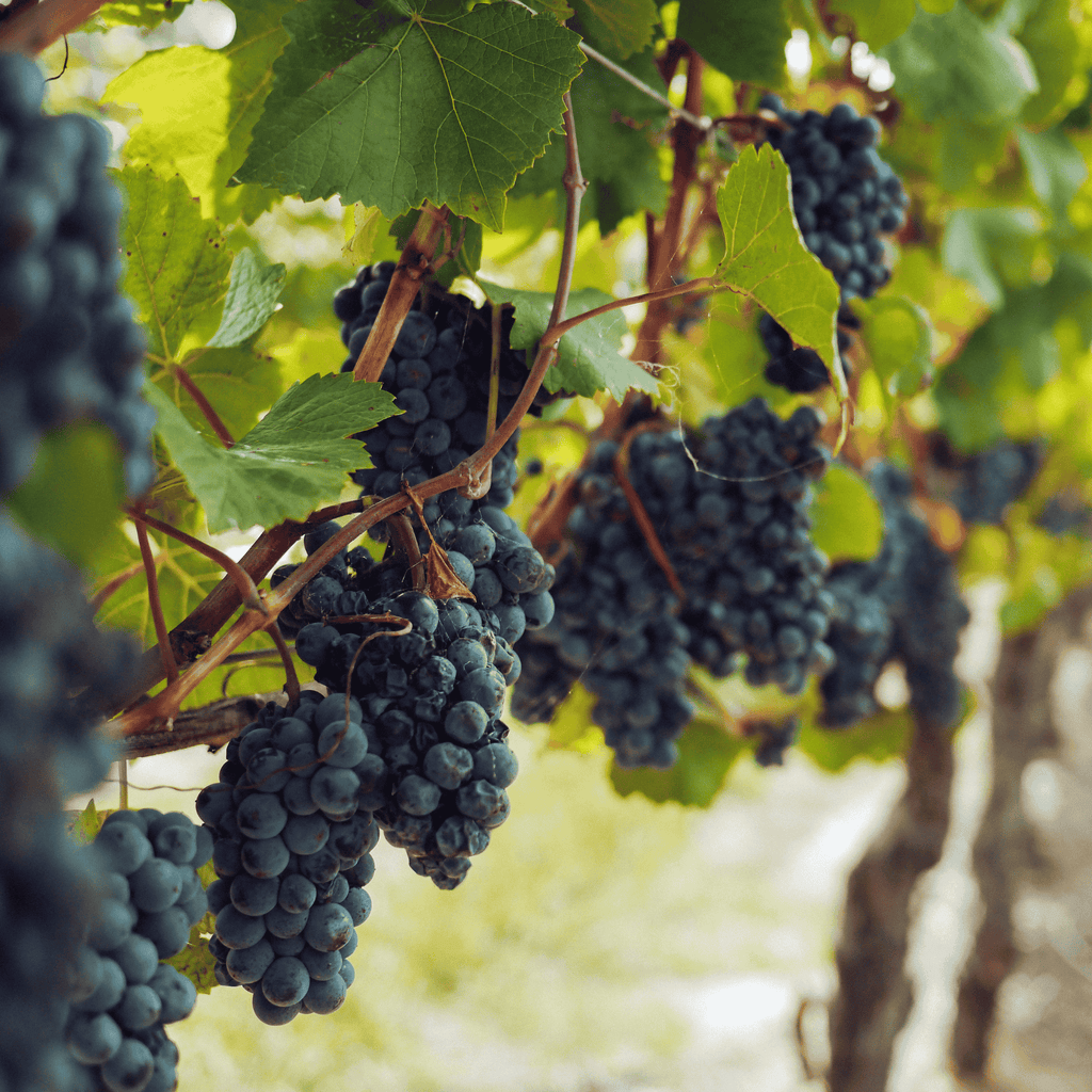 Thomcord Grape Vines