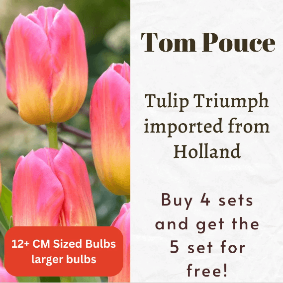 Tom Pouce Tulip Triumph Bulbs