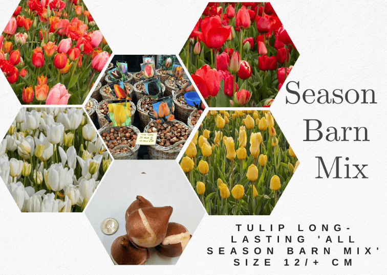 Tulip All Season Barn Mix