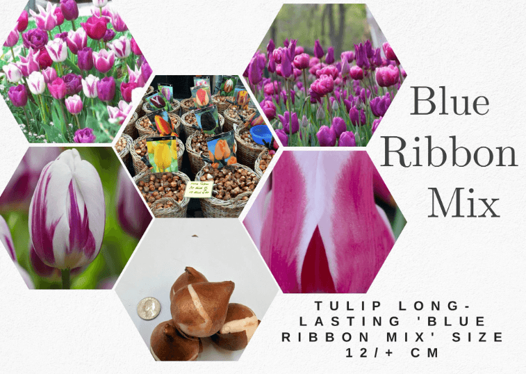 Tulip Bulb Blue Ribbon Mix