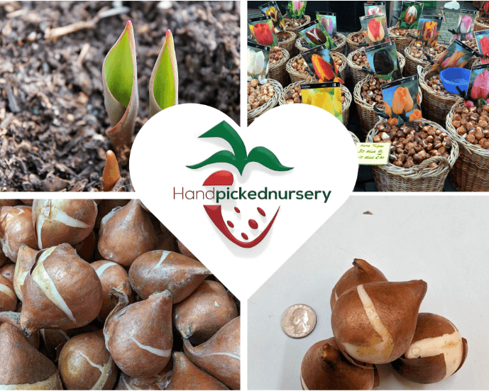 Catherina Tulip Bulbs for Sale