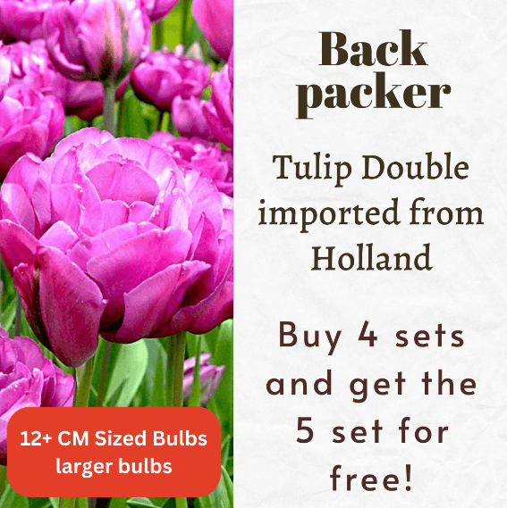 Tulip Double Back Packer Bulbs