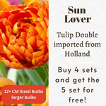 Tulip Double Mid Sun Lover Bulbs