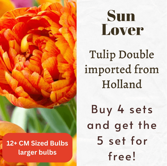 Tulip Double Mid Sun Lover Bulbs