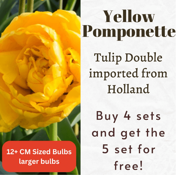 Tulip Double Yellow Pomponette Bulbs