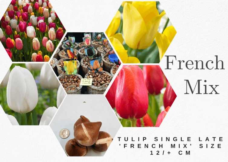 French Mix Tulip Bulbs