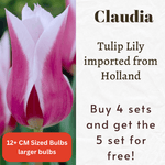 Tulip Lily Claudia Bulbs