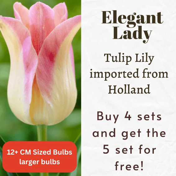 Tulip Lily Elegant Lady Bulbs