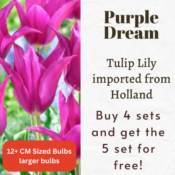 Tulip Lily Purple Dream Bulbs