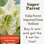 Tulip Parrot Super Parrot