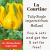 Tulip Single La Courtine Bulbs