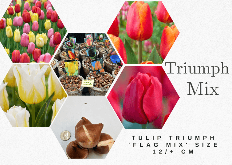 Tulip Triumph Mix