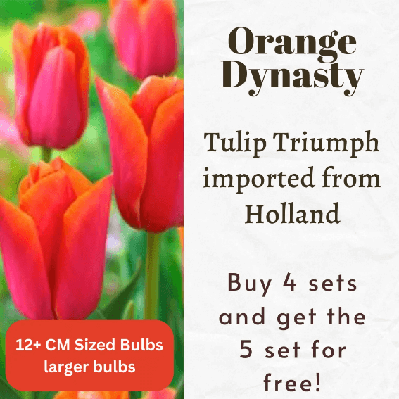 Tulip Triumph Orange Dynasty Bulbs for Sale