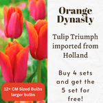 Tulip Triumph Orange Dynasty Bulbs for Sale