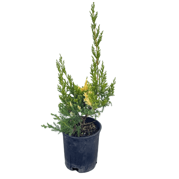 VariegatedHollywoodJuniper_gra