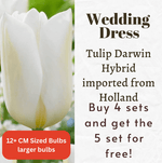 Wedding Dress Tulip Darwin Hybrid Bulbs