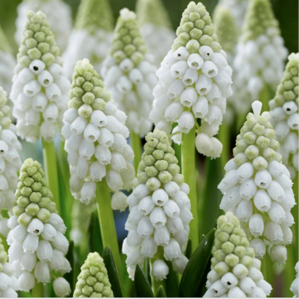 'White Pearl' Muscari Grape Hyacinth 