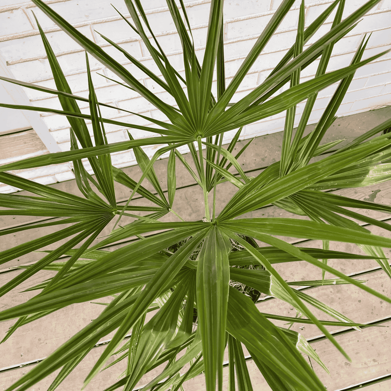 Windmill Palm Plant