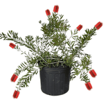 Woodlanders Red Bottlebrush potted plant
