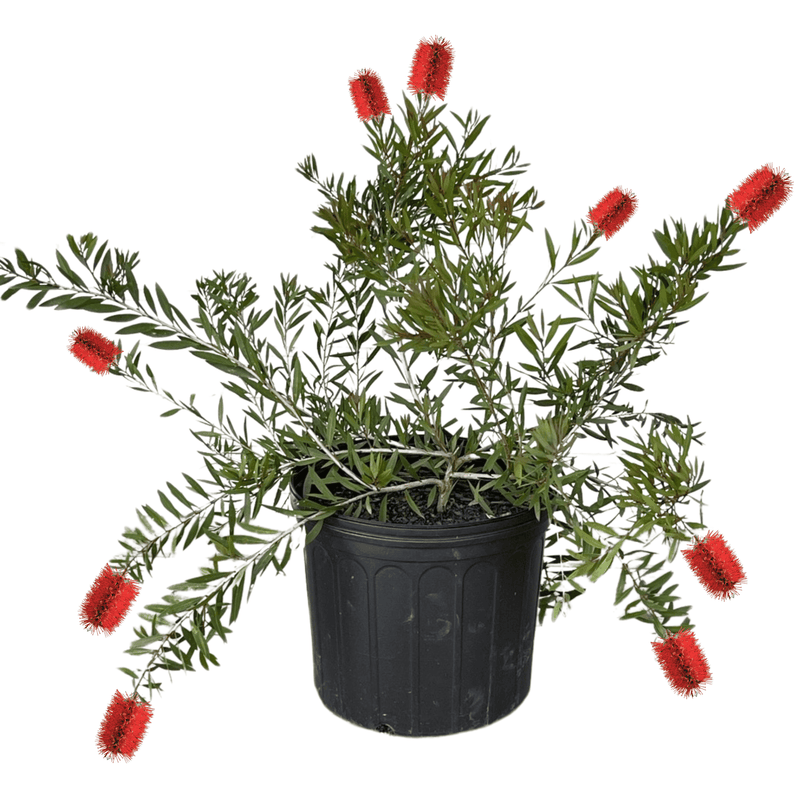 Woodlanders Red Bottlebrush potted plant