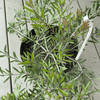Woodlanders Red Bottlebrush leaves