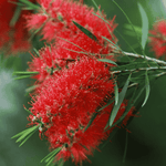 Woodlanders Red Bottlebrush flower