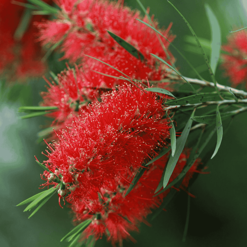 Woodlanders Red Bottlebrush flower