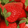 Yambu Strawberry plants