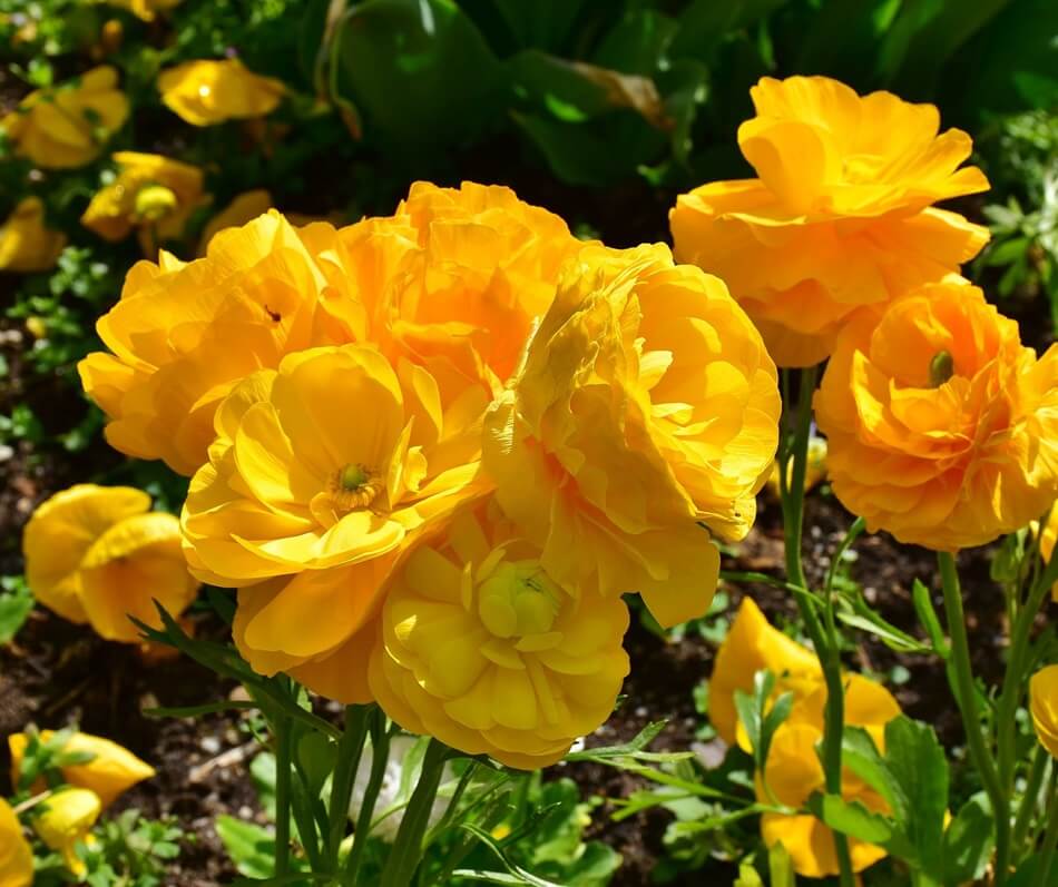 Yellow Ranunculus Bulbs