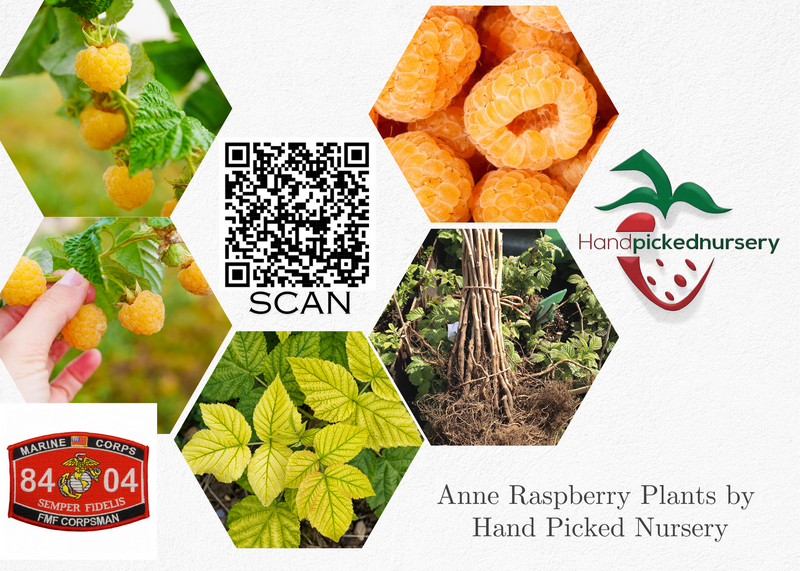 Anne raspberry Plants-NON-GMO-Buy-4-Get-1 ***PreOrder December 15th