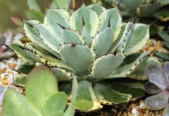 Butterfly Agave (Agave potatorum) - 6 inch potted plant