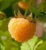 1 Gallon Potted Anne Golden Raspberry Plant - NON GMO - Buy 3 Get 1 FREE