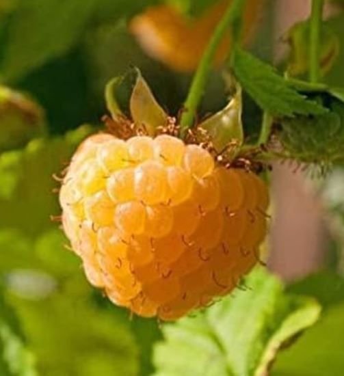 Golden Raspberry Flower 1 Gallon Potted Anne Golden Raspberry Plant - NON GMO - Buy 3 Get 1 FR ...